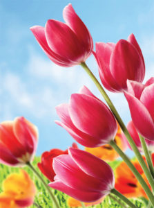 Tulips